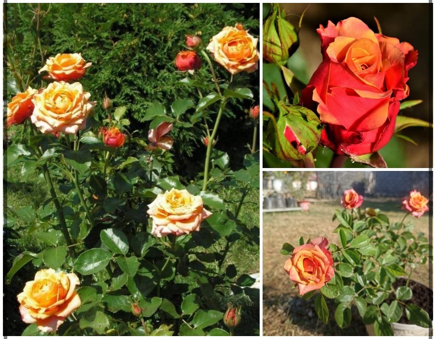 Cherry Brandy róże wielkokwiatowe